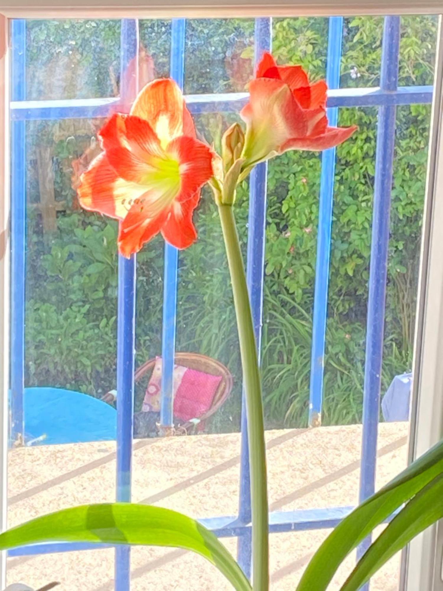 Haut De Jardin Dans Une Maison Dijon Eksteriør bilde